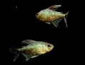 Moenkhausia pittieri